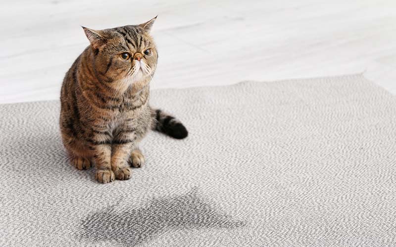 carpet cleaning in new jersey, carpet cleaning new jersey, carpet cleaners in new jersey, carpet cleaners in new jersey, commercial carpet cleaning, commercial carpet cleaning in new jersey, new jersey rug cleaners, rug cleaning services in new jersey, same day carpet cleaning, same day rug cleaning in new jersey, carpet cleaning in nj, carpet cleaning nj, carpet cleaners in nj, carpet cleaners in nj, commercial carpet cleaning, commercial carpet cleaning in nj, nj rug cleaners, rug cleaning services in nj, same day carpet cleaning, same day rug cleaning in nj